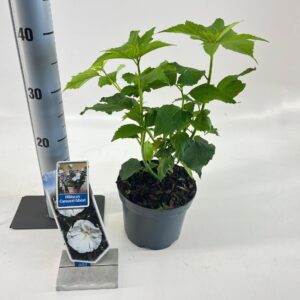 Hibiscus Hibiscus Carousel Ghost ('Tahi2025'PBR)
(1 Plants/Order)(17cmP 40cmH)