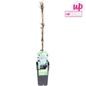 Clematis Clematis Huldine P15 
(10 Plants/Order)(15cmP 65cmH)