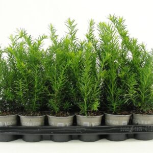 Taxus media Densiformis Taxus media 'Densiformis'
(18 Plants/Order)(9cmP 20cmH)