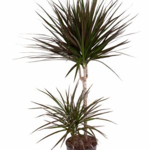 Dracaena Magenta Dracaena Magenta 45-15
(1 Plants/Order)(19cmP 100cmH)