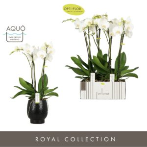 Phalaenopsis white more Ripsen Fortuno Largo 4 spike in Abruzzo Black Aquo
(2 Plants/Order)(17cmP 75cmH)