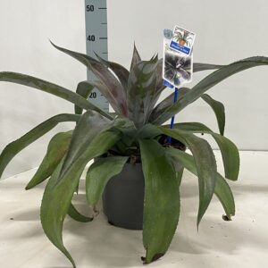 Mangave Mad About Mangave Mangave Mad about Mangave® ‘Mission to Mars’ PBR
(1 Plants/Order)(23cmP 35cmH)