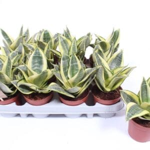 Sansevieria Golden Hahnii
(12 Plants/Order)(9cmP 18cmH)