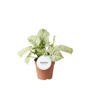 Syngonium Syngonium Confetti
(6 Plants/Order)(12cmP 25cmH)