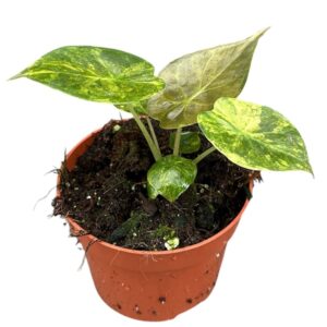 Alocasia Alocasia wentii aurea
(4 Plants/Order)(10.5cmP 15cmH)