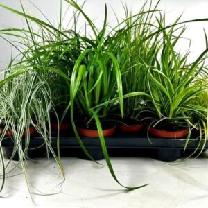Carex mix Carex mix p10,5
(12 Plants/Order)(10.5cmP 30cmH)