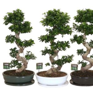 Ficus Ginseng Ficus micr. S-type in Ceramics ovaal schaal met schotel mixed
(1 Plants/Order)(50cmP 110cmH)