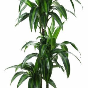 Dracaena Hawaiian Sunshine Dracaena Hawaiiana 60-30-15
(1 Plants/Order)(21cmP 110cmH)