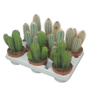 Cereus Cereus mix 10,5 cm in 8 gaats tray
(8 Plants/Order)(10.5cmP 15cmH)