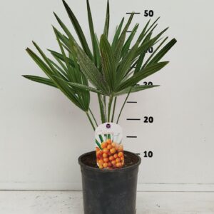 Chamaerops humilis Chamaerops humilis
(1 Plants/Order)(19cmP 40cmH)