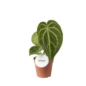 Anthurium Leaf Anthurium Magnificum
(6 Plants/Order)(12cmP 35cmH)