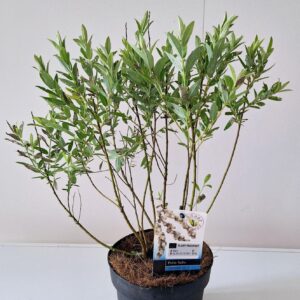 Salix subopposita Salix Subopposita bush P17
(1 Plants/Order)(17cmP 50cmH)