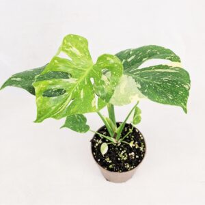 Monstera deliciosa Thai Constellati Monstera Thai Constellation
(5 Plants/Order)(13cmP 40cmH)