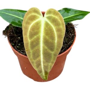 Anthurium Leaf Anthurium Regale
(9 Plants/Order)(10.5cmP 15cmH)