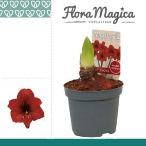 Hippeastrum Amaryllis Top Choice 2 bud
(12 Plants/Order)(9cmP 20cmH)