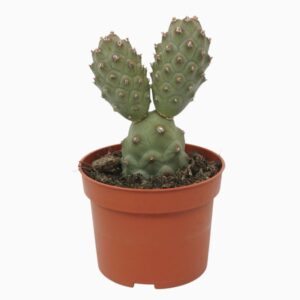 Tephrocactus articulatus Tephrocactus articulatus 10,5 cm
(10 Plants/Order)(10.5cmP 15cmH)