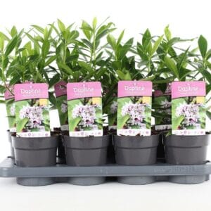 Daphne od. 'Perfume Princess'® P13
(8 Plants/Order)(13cmP 20cmH)