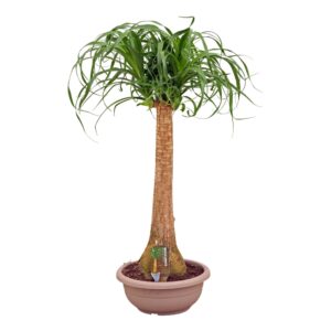 Nolina recurvata Beaucarnea Recht 30 cm compact in schaal
(1 Plants/Order)(30cmP 90cmH)
