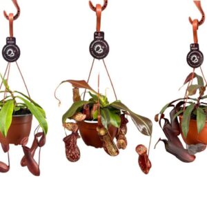 Nepenthus Nepenthes mix 14 cm in hangpot
(4 Plants/Order)(14cmP 28cmH)
