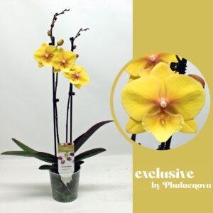 Phalaenopsis Gloria 2-tak 60cm (GROEN)
(12 Plants/Order)(12cmP 60cmH)