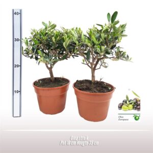 Olea europaea
(6 Plants/Order)(16cmP 35cmH)