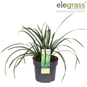 Siergrassen mix Carex 'Irish Green' P19
(1 Plants/Order)(19cmP 50cmH)