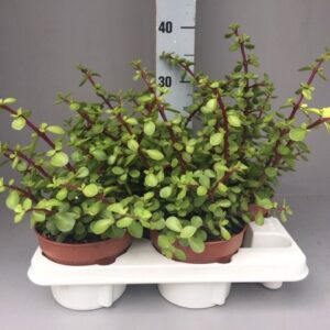 Portulacaria afra Portulacaria afra
(6 Plants/Order)(15cmP 40cmH)