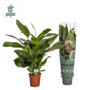 Spathiphyllum Sweet Isabella ASP
(1 Plants/Order)(19cmP 80cmH)