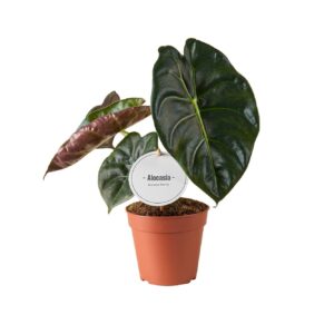 Alocasia Alocasia Golden Bone
(8 Plants/Order)(12cmP 35cmH)