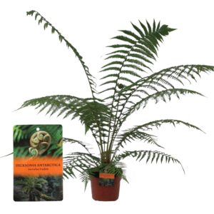 Dicksonia antarctica Dicksonia Antarctica (Tasmaanse Boomvaren) - single
(1 Plants/Order)(24cmP 70cmH)