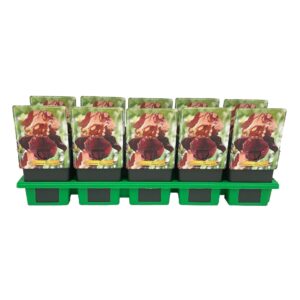 Iris germanica Iris germanica 'Natchez Trace' P11
(10 Plants/Order)(11cmP 25cmH)