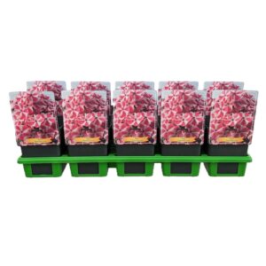 Phlox Paniculata Phlox Paniculata 'Peppermint Twist' P11
(10 Plants/Order)(11cmP 25cmH)