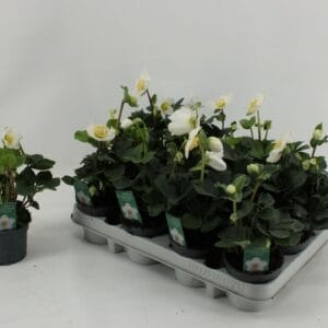 Helleborus niger Christmas Carol L 9CM
(12 Plants/Order)(9cmP 17cmH)