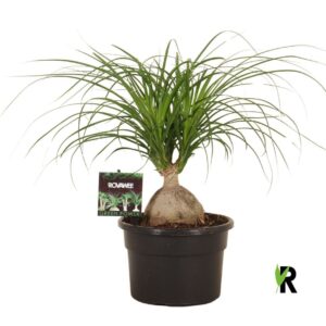 Nolina Nolina ball
(1 Plants/Order)(19cmP 45cmH)