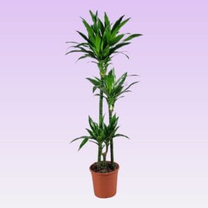 Dracaena Janet Craig Dracaena Janet Craig 90-60-30 140cm
(1 Plants/Order)(24cmP 140cmH)