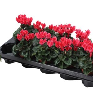 Cyclamen Metis Cyclamen Coral with Edge
(8 Plants/Order)(9cmP 18cmH)