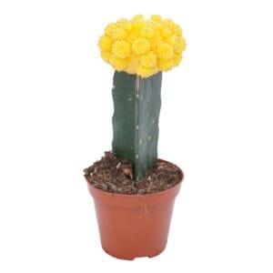 Gymnocalyc mihanovich geënt dark yellow 8,5 cm
(18 Plants/Order)(8.5cmP 22cmH)