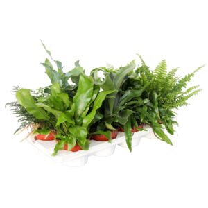 Varens mixed Varens mixed Exclusieve Types
(8 Plants/Order)(12cmP 30cmH)