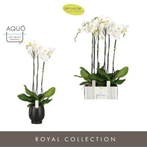 Phalaenopsis white more Ripsen Fortuno Alto 3 spike in Abruzzo Black Aquo
(2 Plants/Order)(17cmP 110cmH)