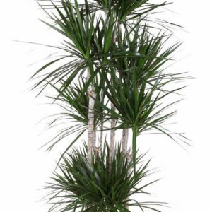 Dracaena marginata Dracaena Marginata 120-carrousel
(1 Plants/Order)(34cmP 180cmH)