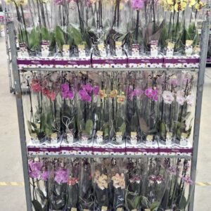 Phalaenopsis mixed per colour 30 Colours mix 60cm (GROEN)
(6 Plants/Order)(12cmP 60cmH)