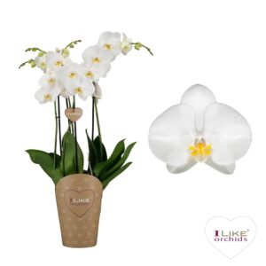 Phalaenopsis Anthura Oxford Duetto Oxford - 4 spike
(4 Plants/Order)(17cmP 70cmH)