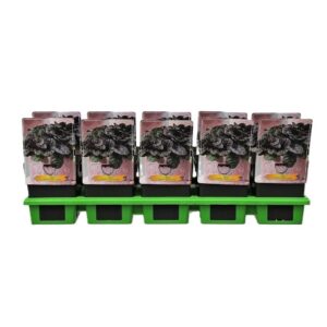 Ajuga Ajuga reptans 'Black Scallop' P11
(10 Plants/Order)(11cmP 25cmH)