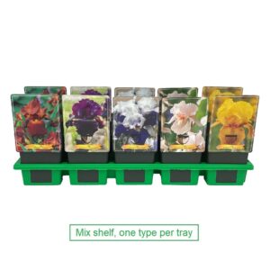 Iris germanica Iris germanica mix 6x10 srt. per laag P11
(10 Plants/Order)(11cmP 25cmH)