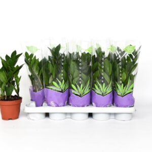Zamioculcas zamiifolia Zamioculcas 35
(10 Plants/Order)(12cmP 35cmH)