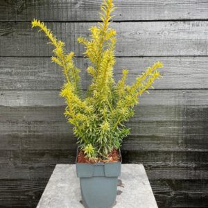 Taxus baccata other dark yellow Taxus baccata 'Goldstrike'
(6 Plants/Order)(17cmP 60cmH)