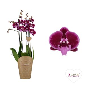 Phalaenopsis other purple more Duetto Lembongan - 4 spike
(3 Plants/Order)(17cmP 70cmH)