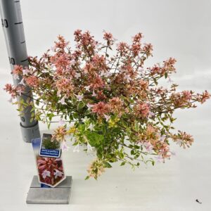 Abelia x grandiflora Happy Daydream Abelia grandiflora 'Happy Daydream'® PBR 
(1 Plants/Order)(17cmP 25cmH)