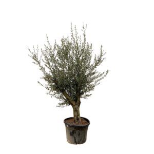 Olea europaea Olea Europaea Lorc XL - 230cm
(1 Plants/Order)(55cmP 230cmH)