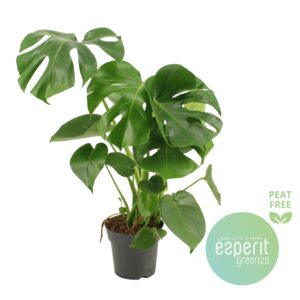 Monstera deliciosa Monstera Deliciosa
(6 Plants/Order)(17cmP 65cmH)